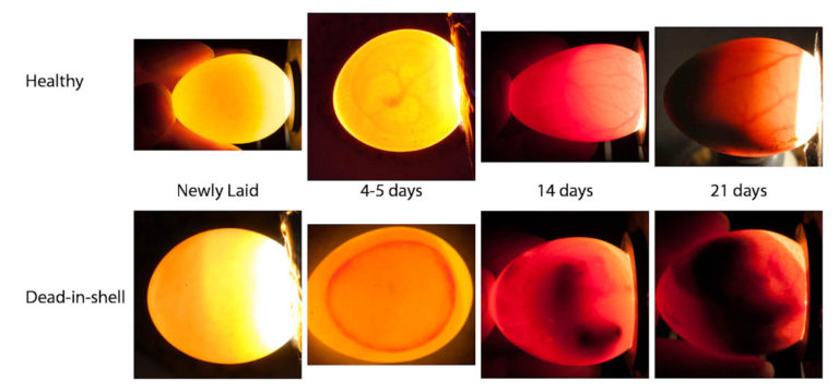 incubation-and-hatch-assistance-avian-resources