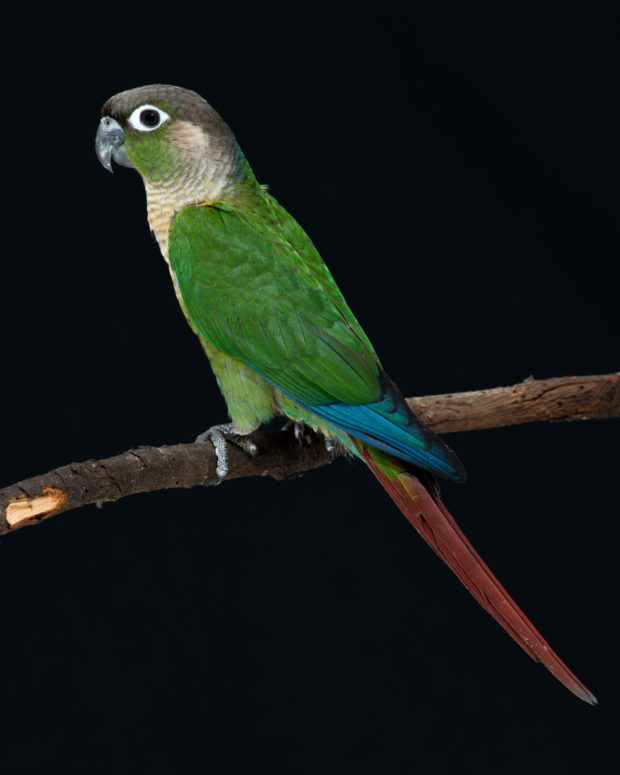 Green Cheek Conure Color Mutations Chart Infoupdate