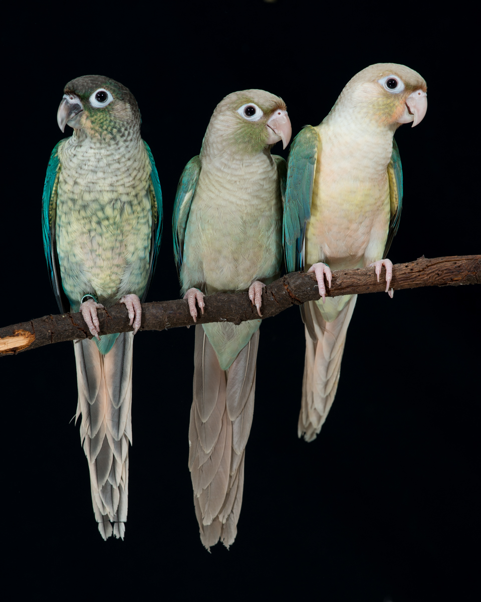 Greencheeked Conures Avian Resources