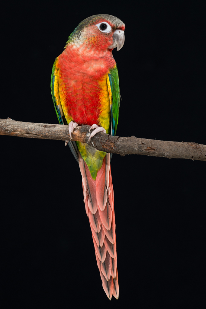 Green Cheek Conure Chart Ponasa